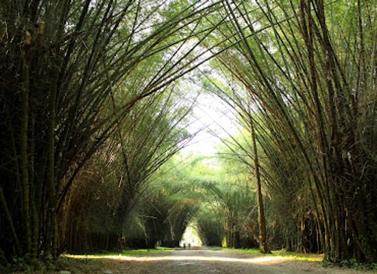 honduras/yoro-region/attraction/jardin-botanico-lancetilla