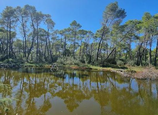 albania/mysia/attraction/divjake