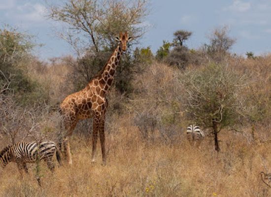 kenya/mount-kenya-region/attraction/meru-national-park