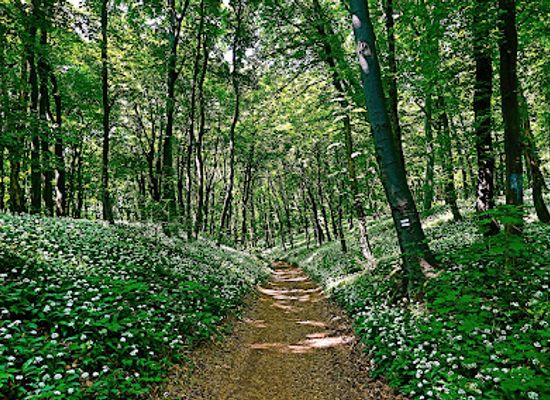 hungary/mecsek/attraction/jakabhegyi-foldvar