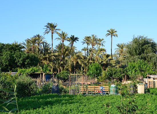 spain/murcia/attraction/palmeral-de-santiago-y-zaraiche