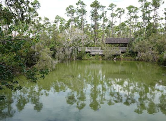 the-bahamas/grand-bahama/attraction/rand-nature-center