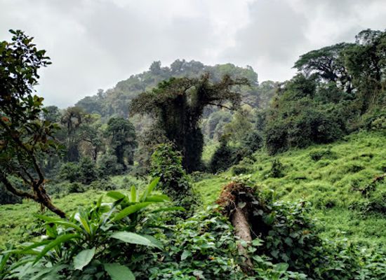 cameroon/tiko/attraction/mount-cameroon-national-park
