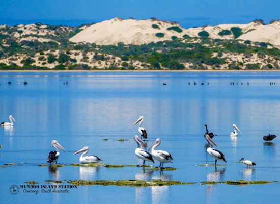 australia/coorong/attraction/mundoo-island-station