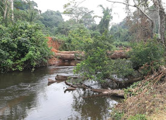 cameroon/south-region/attraction/dja-faunal-reserve