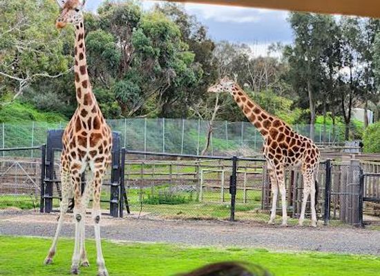 australia/melbourne/attraction/werribee-open-range-zoo