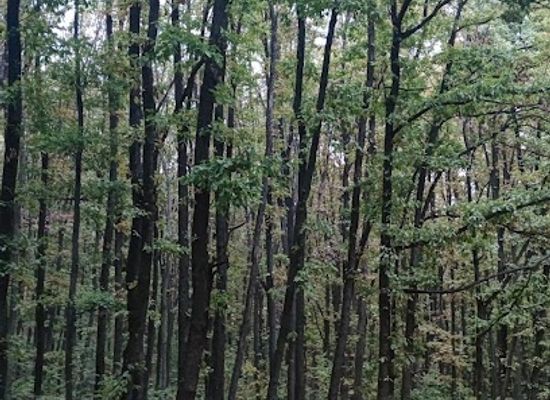 romania/valcea/attraction/padurea-galtofani-scenic-forest