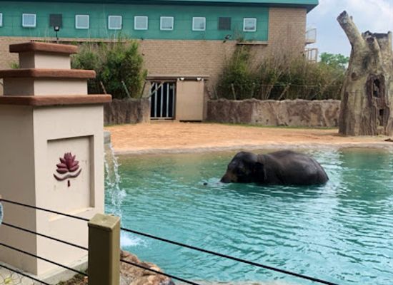 texas/houston/attraction/mcnair-asian-elephant-habitat