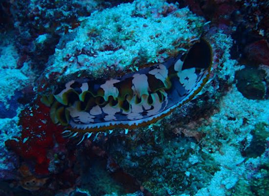 maldives/noonu-atoll/attraction/blue-hole