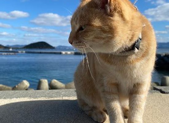 japan/fukuoka/attraction/ainoshima-island