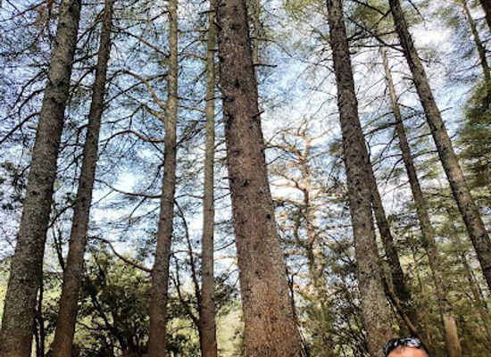 morocco/moulouya/attraction/cedre-forest
