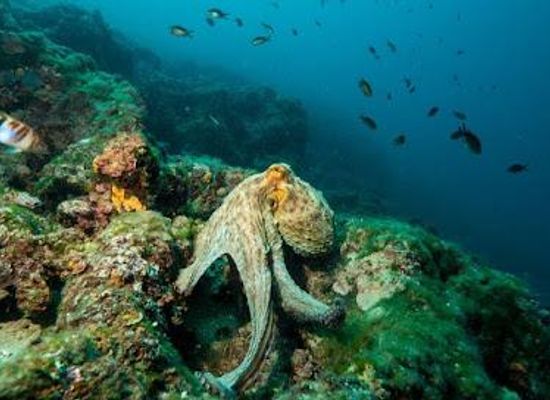 croatia/pula/attraction/orca-diving-centre