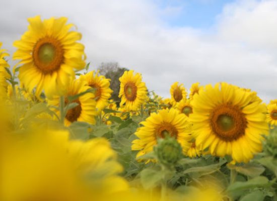 thailand/khao-yai-national-park/attraction/sun-flowers