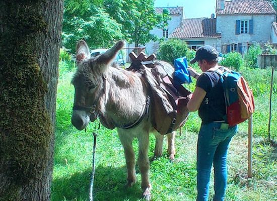 france/poitou-charentes/attraction/les-anes-de-la-reverie