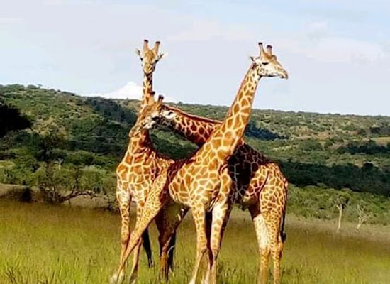 rwanda/southern-province/attraction/lion-safaris-rwanda