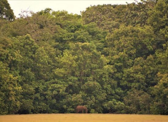 gabon/ogooue-maritime-province/attraction/loango-national-park-lodge-wildlife-camps