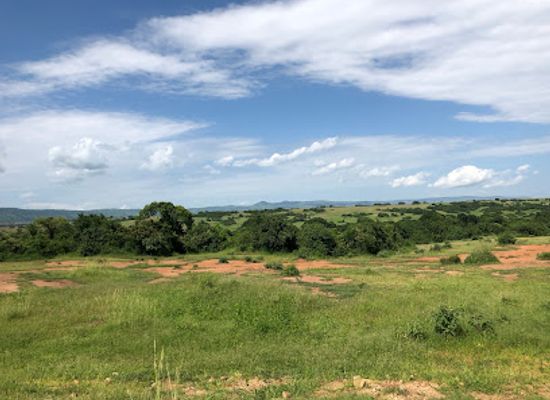 uganda/bunyoro/attraction/bugoma-central-forest-reserve