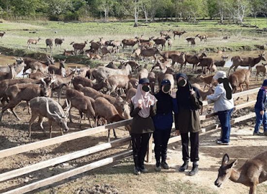 brunei/tutong-river/attraction/deer-farm