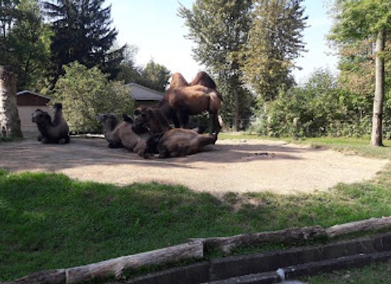 germany/vogtland/attraction/falkenstein-vogtl-zoo
