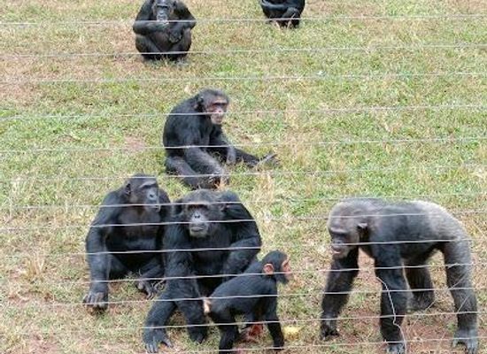 uganda/central-region/attraction/chimpanzee-island