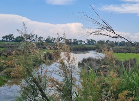 france/camargue/attraction/petit-train-de-mejanes