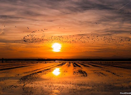 spain/valencian-community/attraction/parc-natural-de-l-albufera