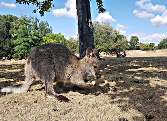 france/pays-de-la-loire/attraction/le-jardin-des-kangourous