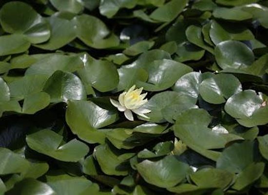 japan/kanazawa/attraction/utatsuyama-park-hanashoubuen
