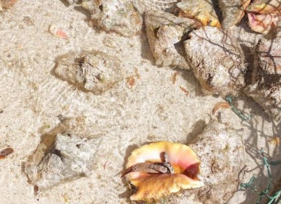 the-bahamas/bimini-islands/attraction/conch-reef