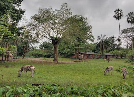 malaysia/east-coast/attraction/taiping-zoo-night-safari