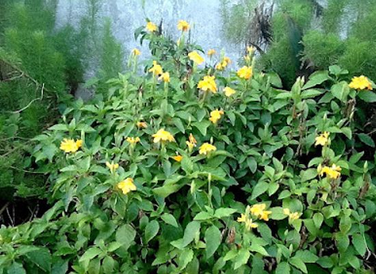 nigeria/port-harcourt/attraction/immanuel-gardens