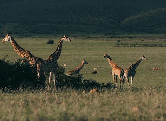 tanzania/kilimanjaro-region/attraction/i-artist-adventures