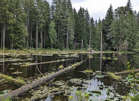 washington/redmond/attraction/redmond-watershed-preserve