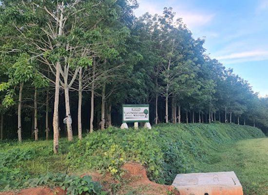 malawi/nkhata-bay/attraction/vizara-rubber-plantation