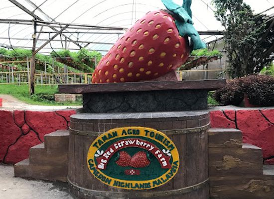 malaysia/pahang/attraction/big-red-strawberry-farm