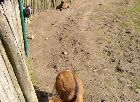 belgium/campine-kempen/attraction/domain-pietersheim