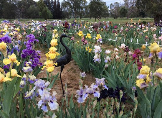 australia/riverina/attraction/riverina-iris-farm