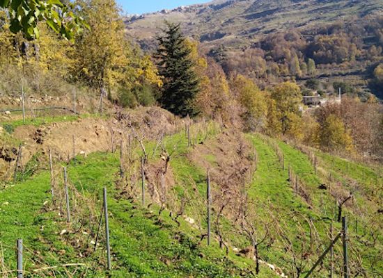 lebanon/kesserwan/attraction/vignoble-joura