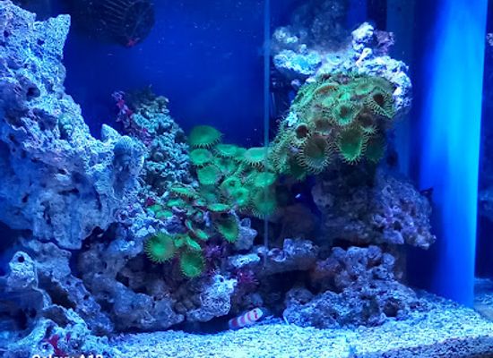 france/limoges/attraction/aquarium-de-limoges