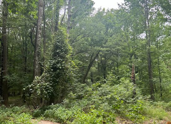 arkansas/pine-bluff/attraction/byrd-lake-natural-area