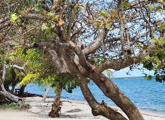 belize/vaca-plateau/attraction/hopkins-exotic