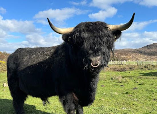 united-kingdom/scottish-highlands/attraction/highland-cow-tours