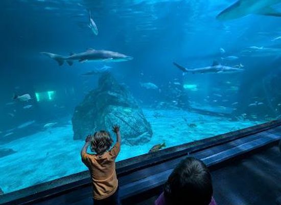 new-jersey/trenton/attraction/adventure-aquarium
