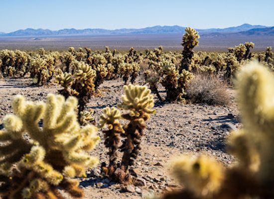 california/joshua-tree-national-park/attraction/cholla-cactus-garden