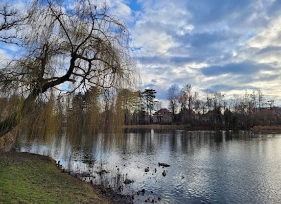 poland/poznan/jezyce/attraction/monumentalna-wierzba-placzaca