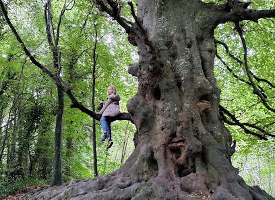 ireland/county-meath/attraction/balrath-woods