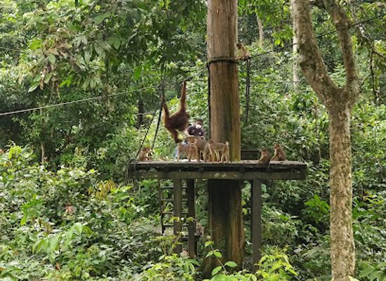 malaysia/borneo/attraction/kabili-sepilok-forest-reserve