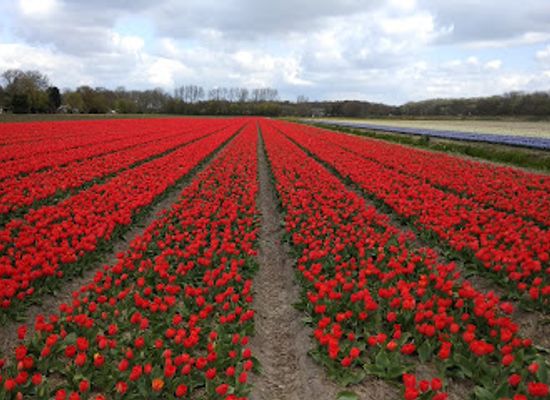 netherlands/bollenstreek/attraction/oosterduinse-meer