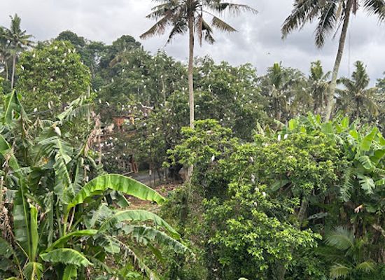 indonesia/bali/ubud/attraction/petulu-heron-bird-colony-watch-point
