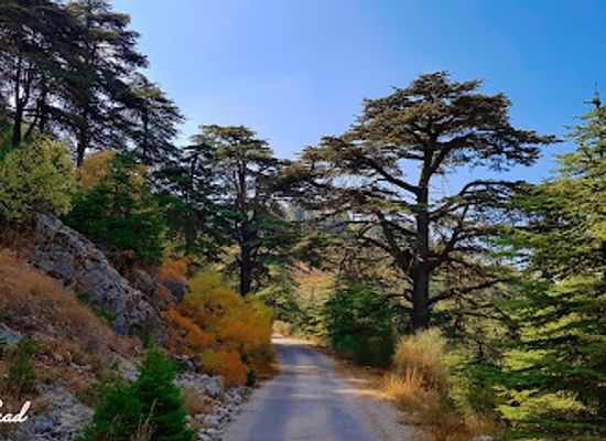 lebanon/baabda/attraction/shouf-cedars